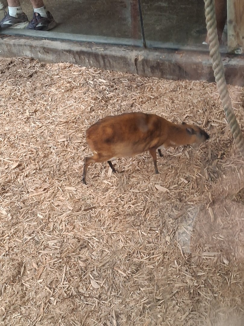 Asia Quest- Greater Malayan Chevrotain