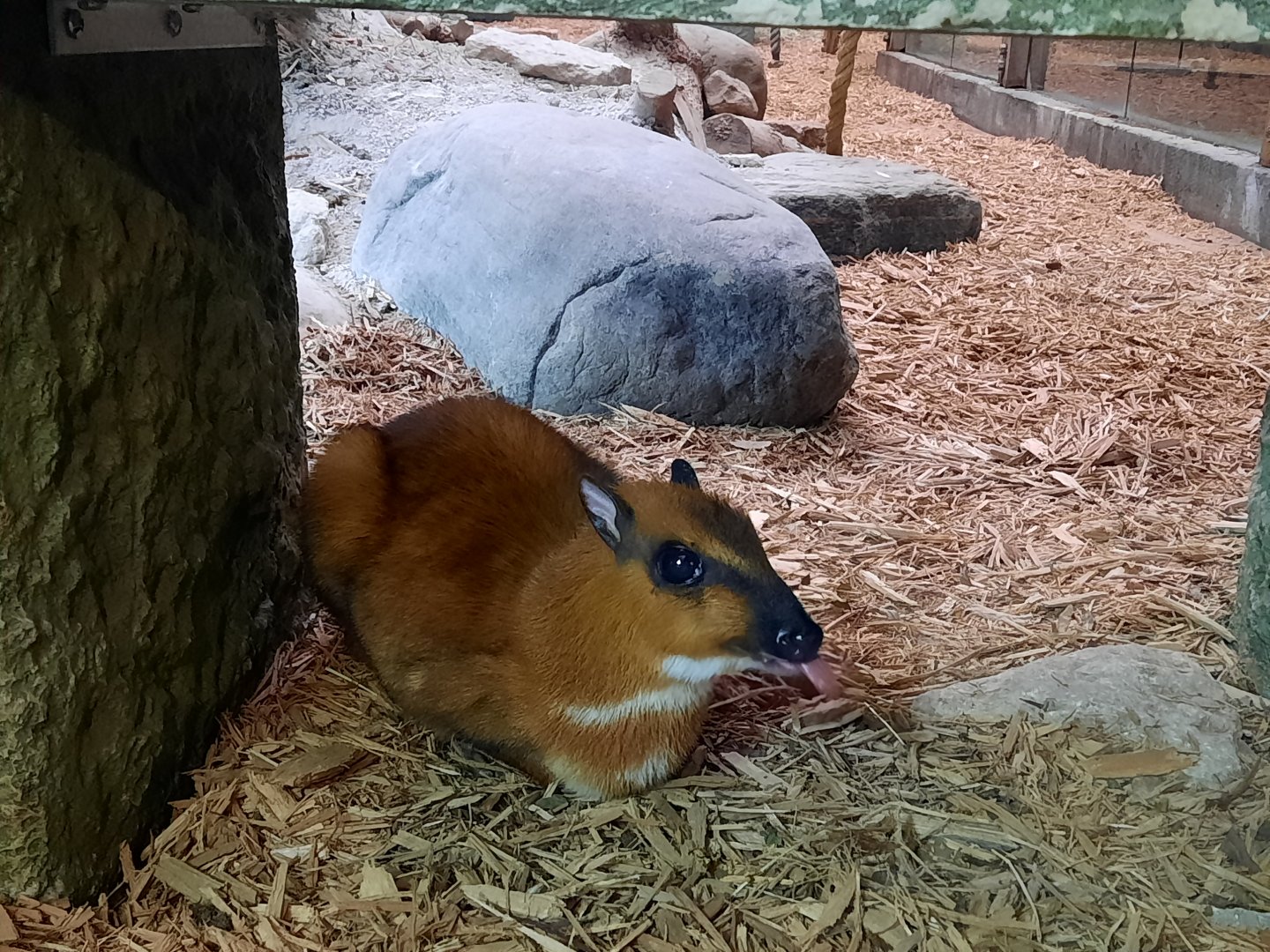 Asia Quest - Greater Malayan Chevrotain