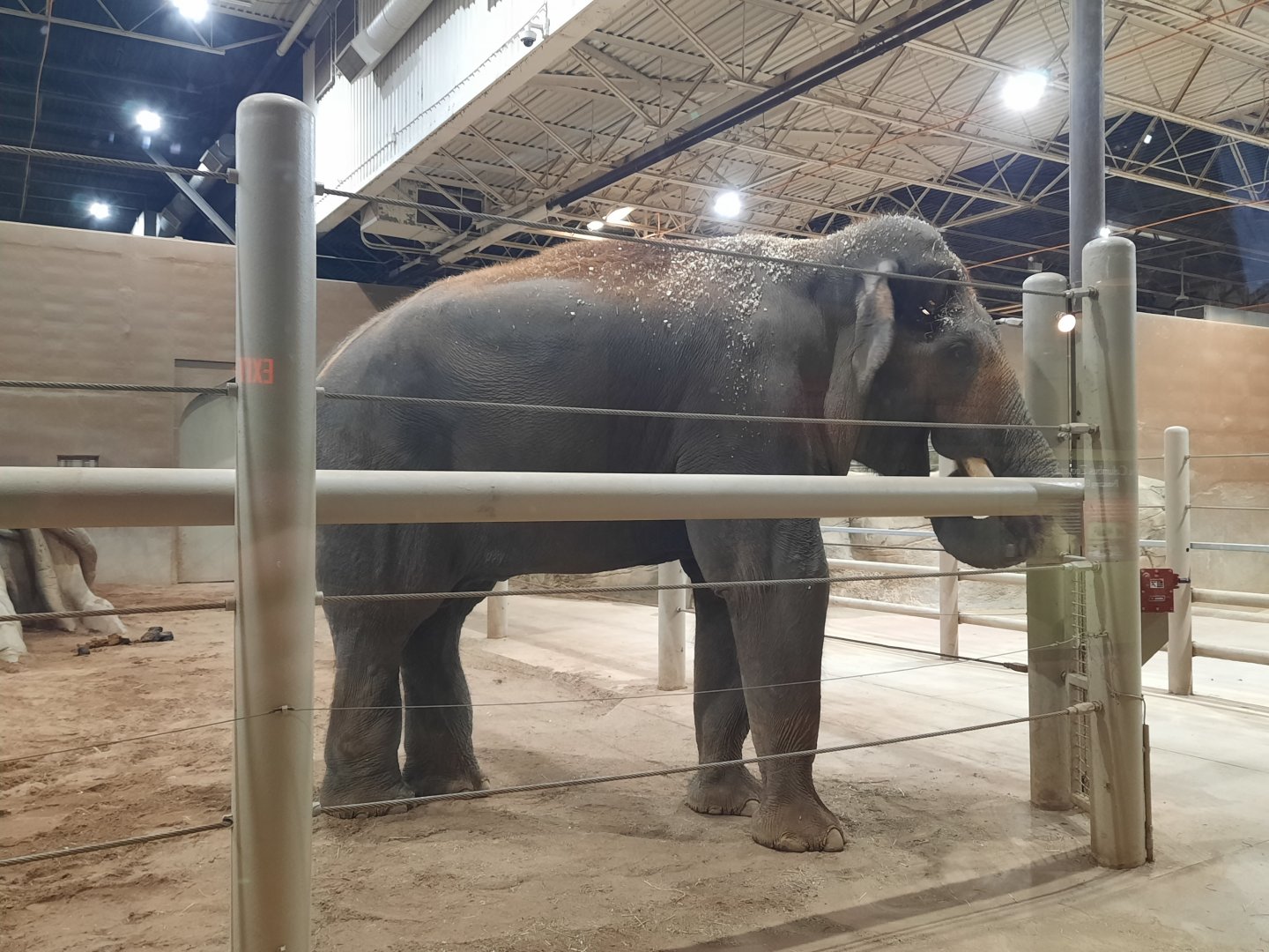 Asia Quest - Indian Elephant