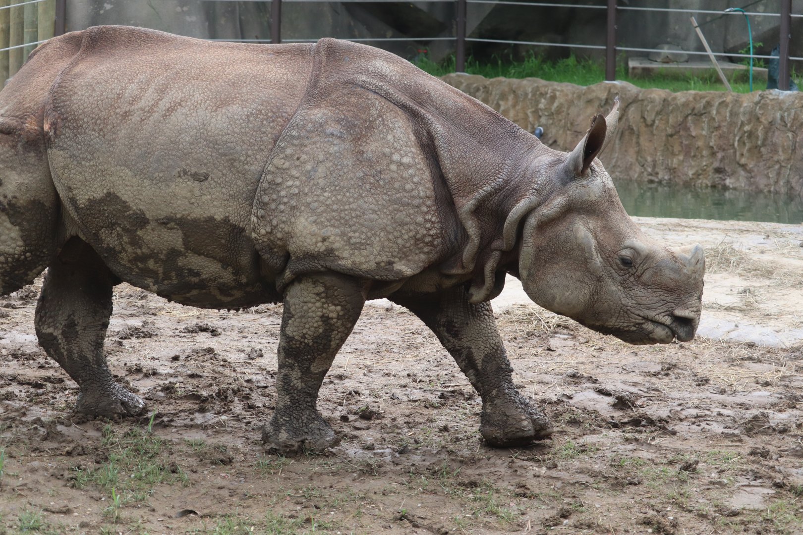 Asia Quest - Indian Rhino