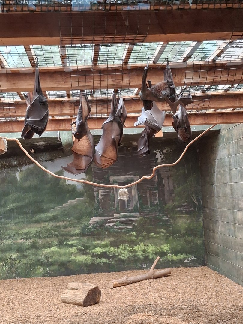 Asia Quest- Large Flying Fox