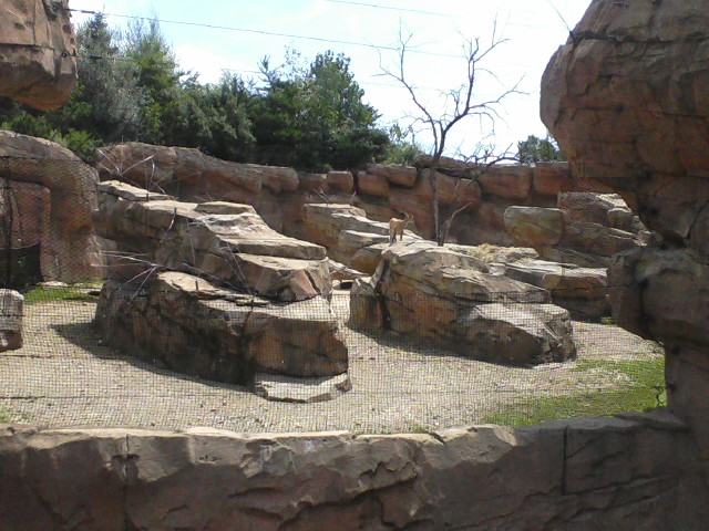 Asia Quest- Markhor exhibit