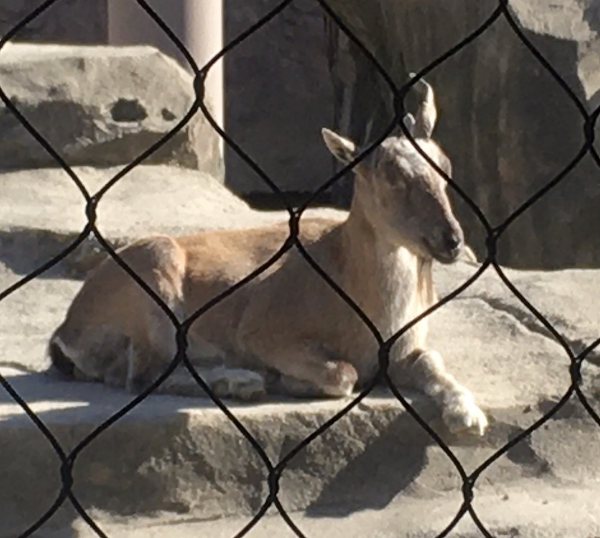 Asia Quest - Markhor