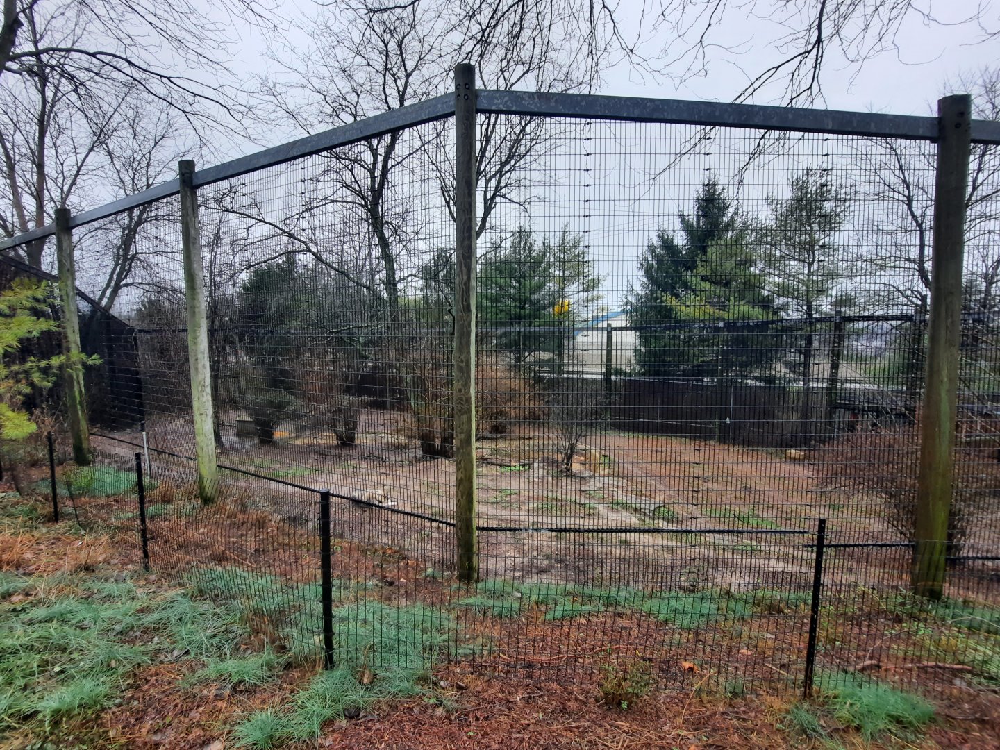 Asia Quest  - Mexican Gray Wolf Exhibit
