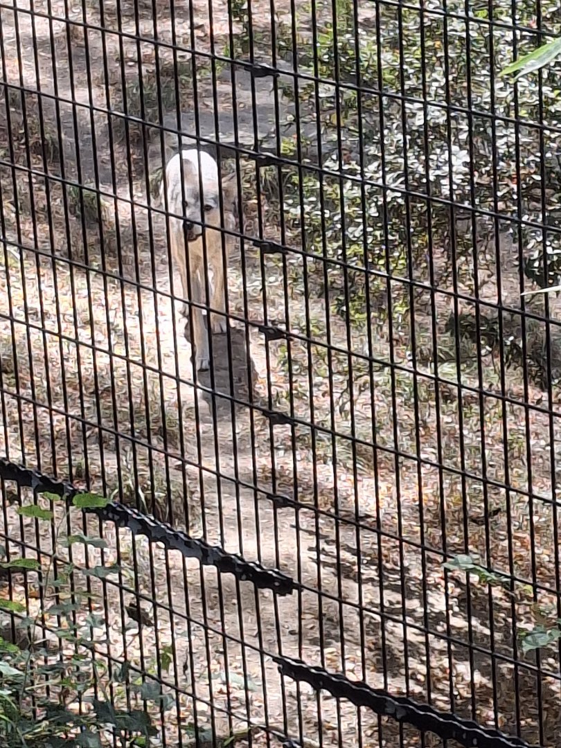 Asia Quest- Mexican Grey Wolf