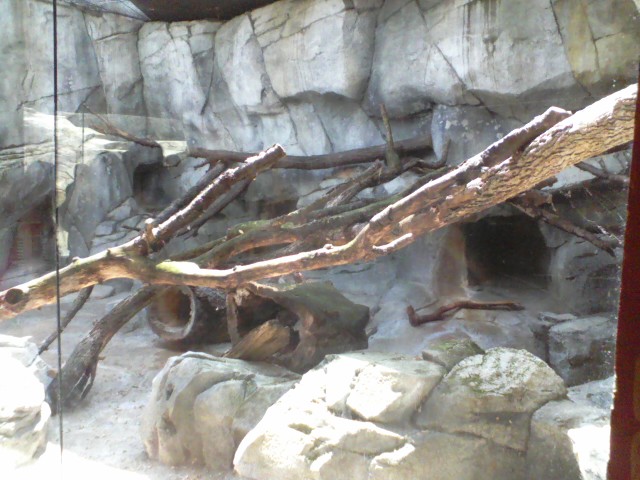Asia Quest- Pallas' Cat exhibit