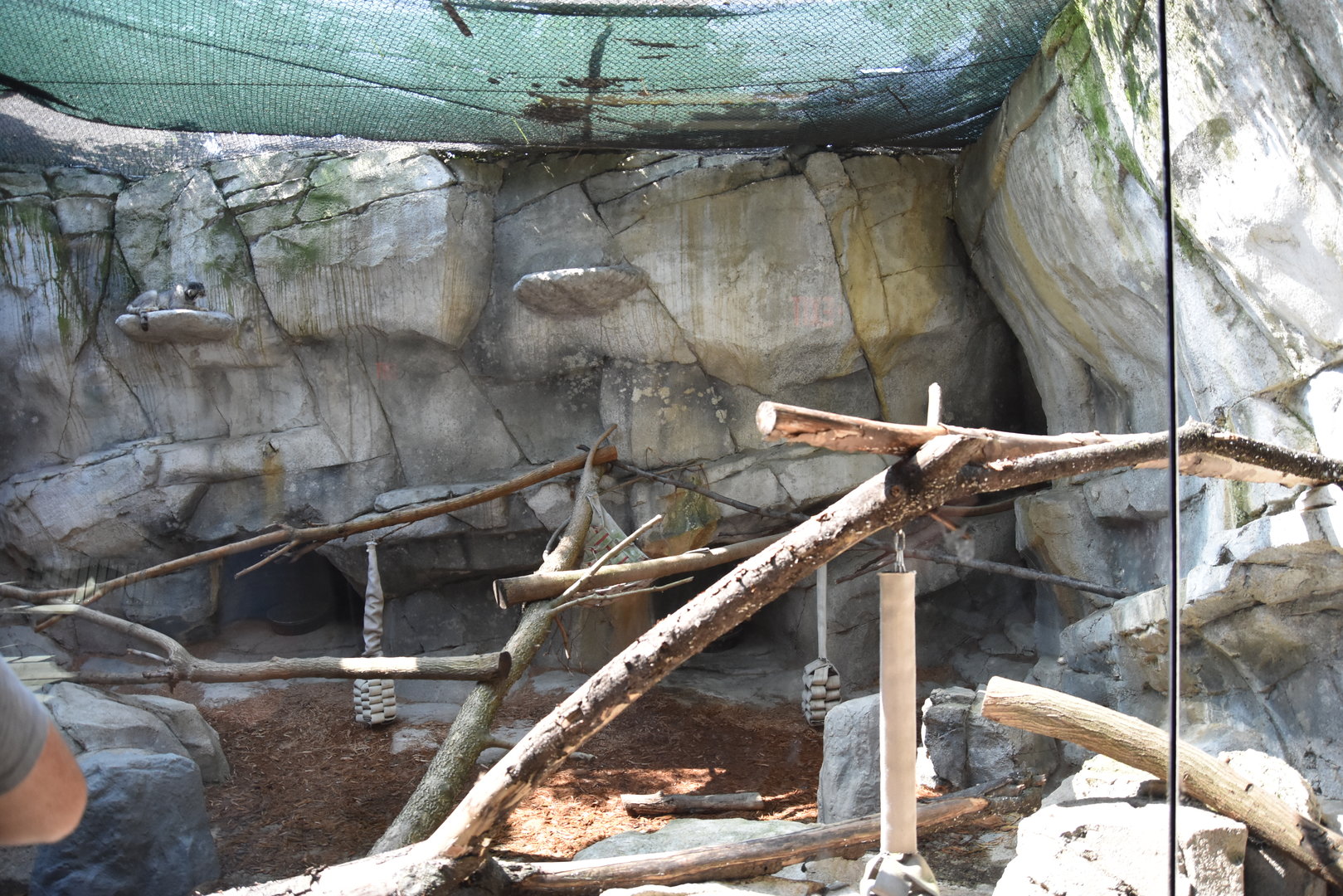 Asia Quest - Pallas cat exhibit