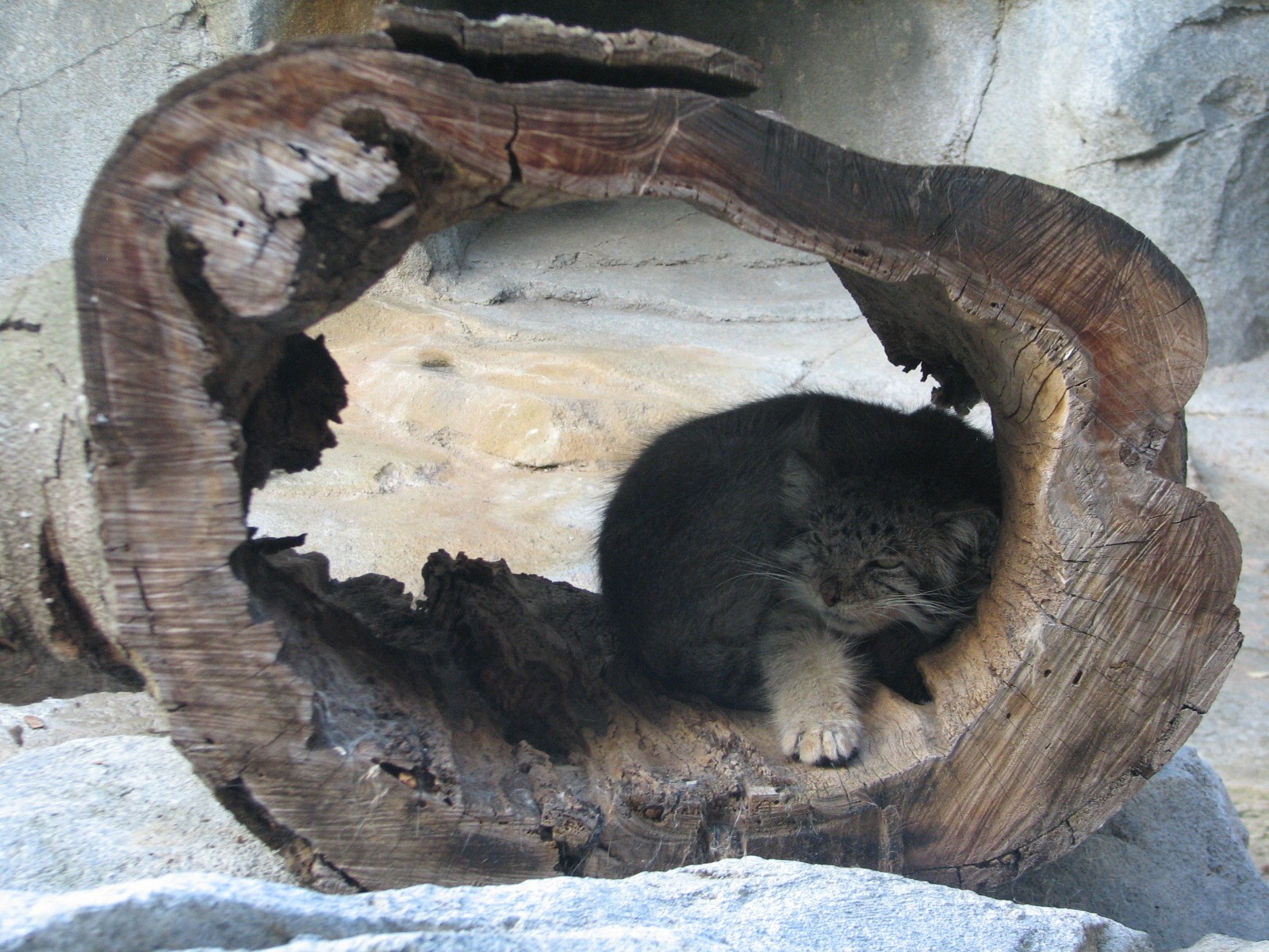 Asia Quest - Pallas Cat