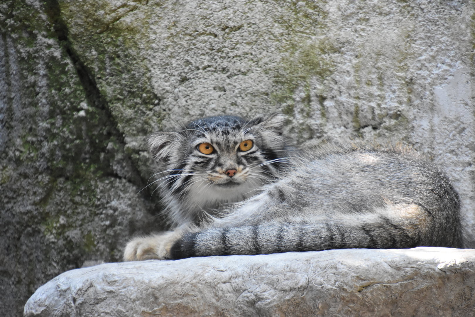Asia Quest - Pallas Cat
