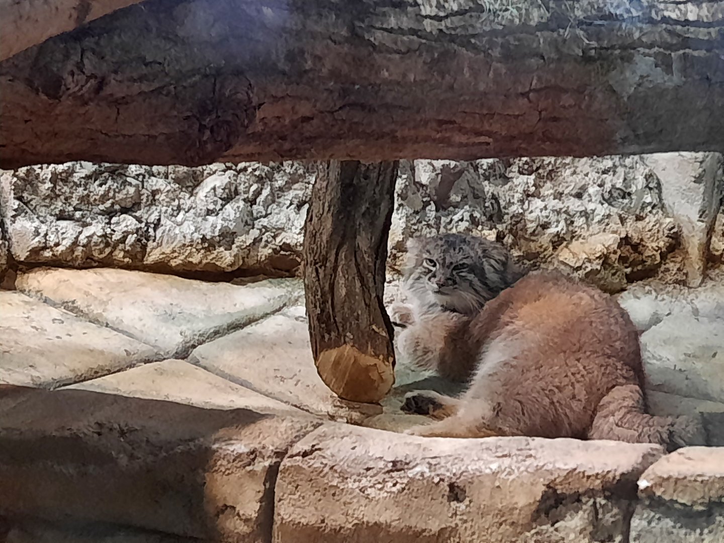 Asia Quest  - Pallas' Cat