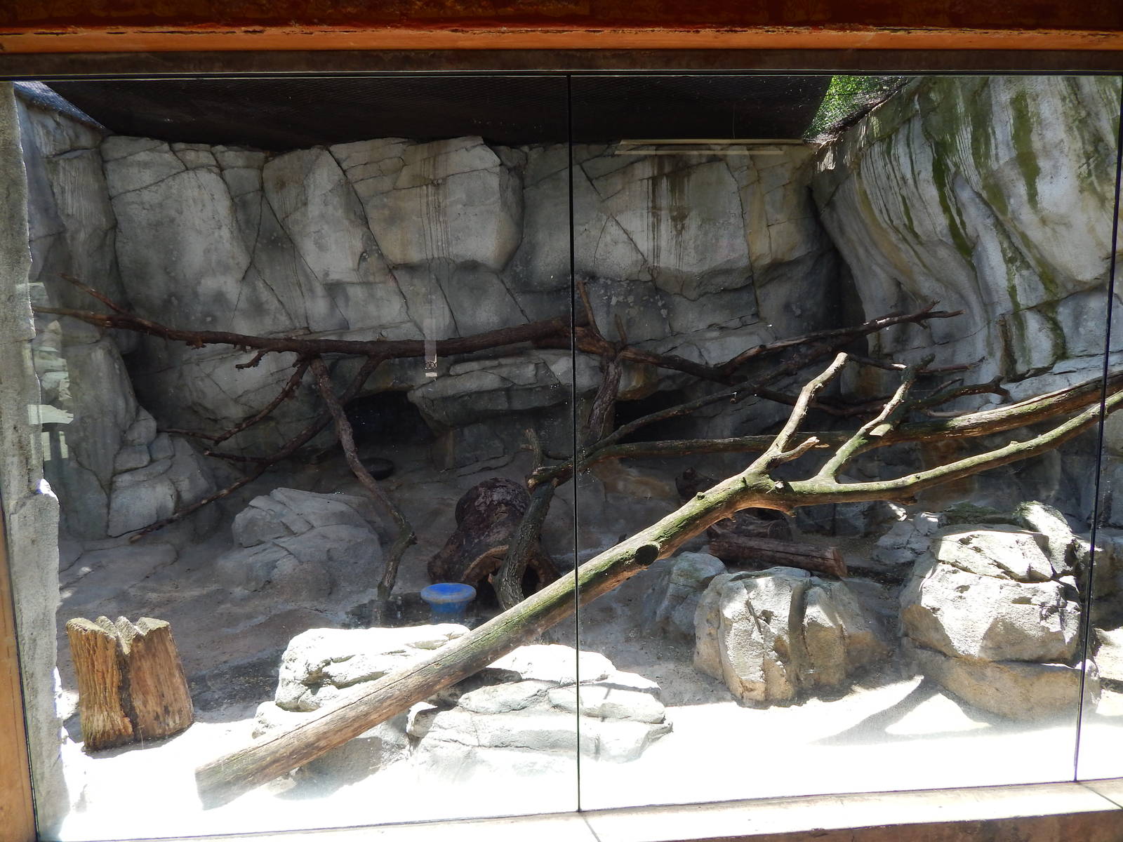 Asia Quest - Pallas's Cat Exhibit