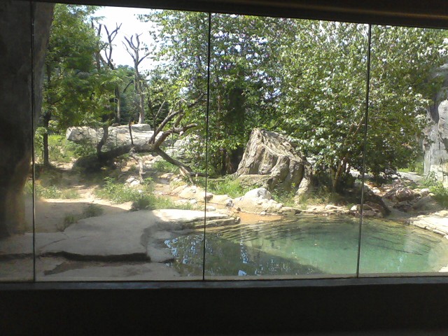 Asia Quest- Part of the Amur Tiger exhibit
