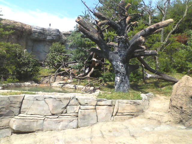 Asia Quest- Part of the Outdoor Malayan Sun Bear exhibit
