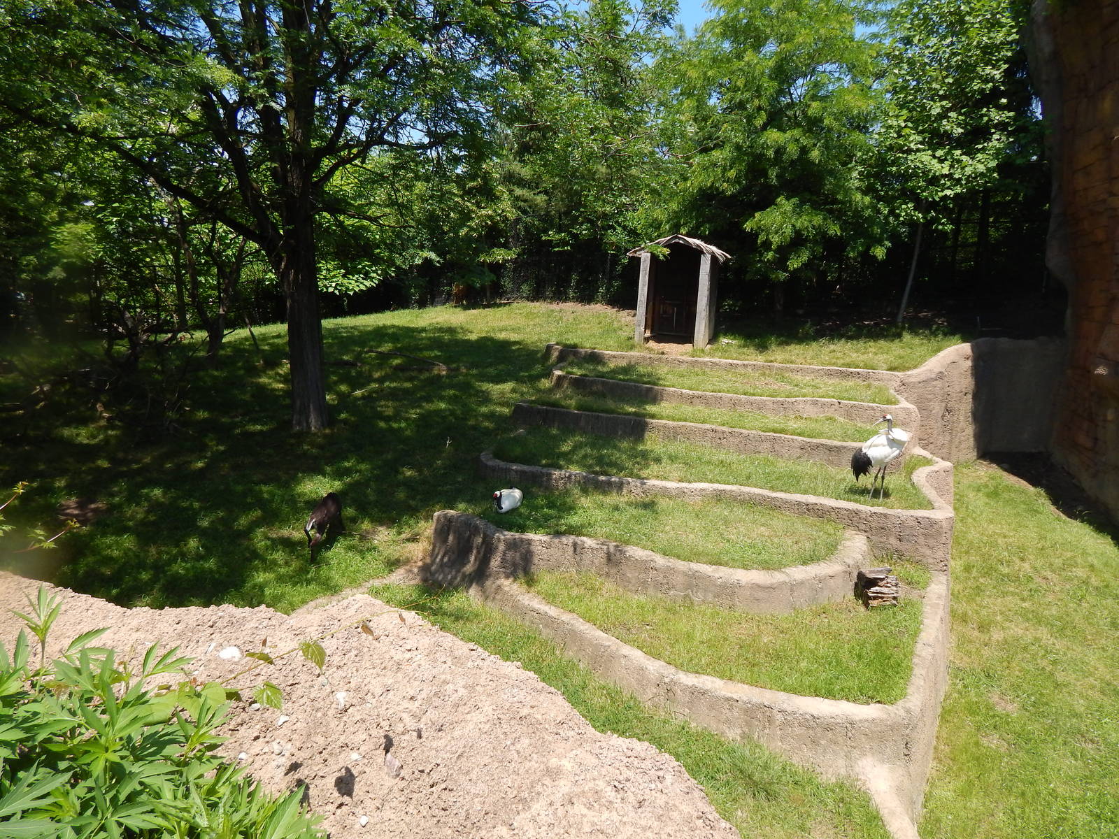 Asia Quest - Red-crowned Crane + Tufted Deer Exhibit
