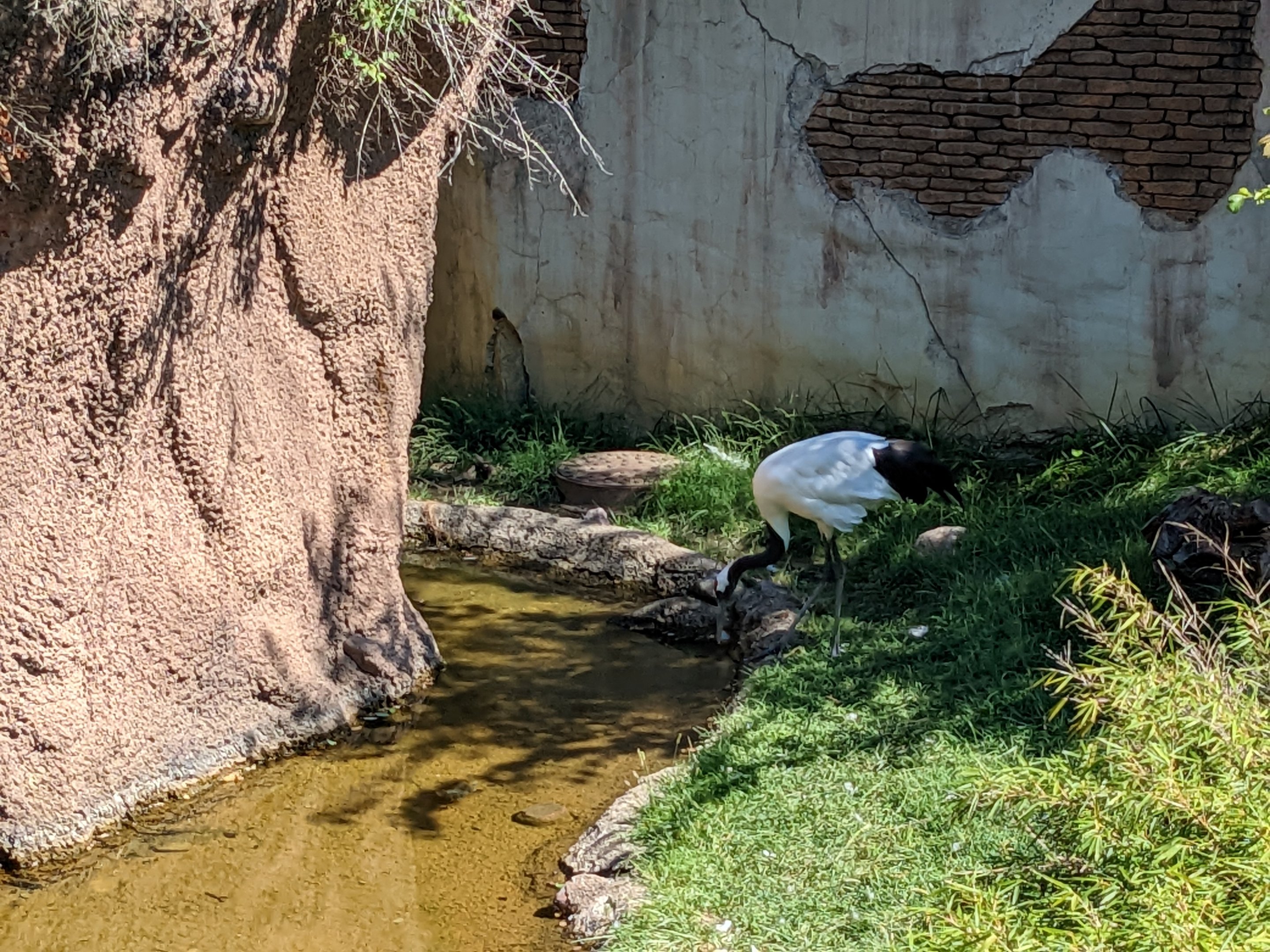 Asia Quest - red crowned crane