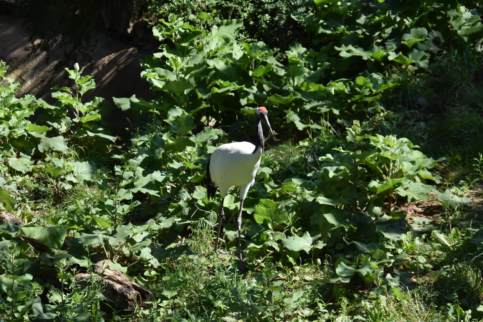 Asia Quest - Red Crowned Crane