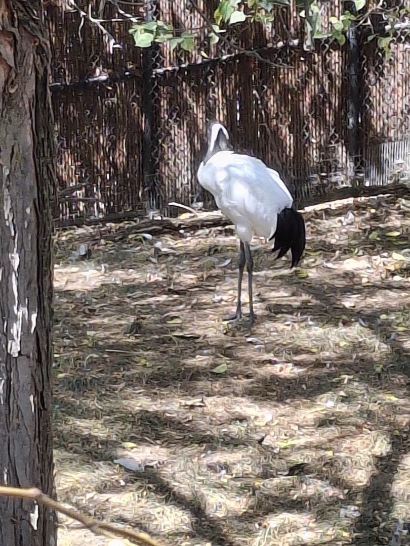 Asia Quest- Red Crowned Crane