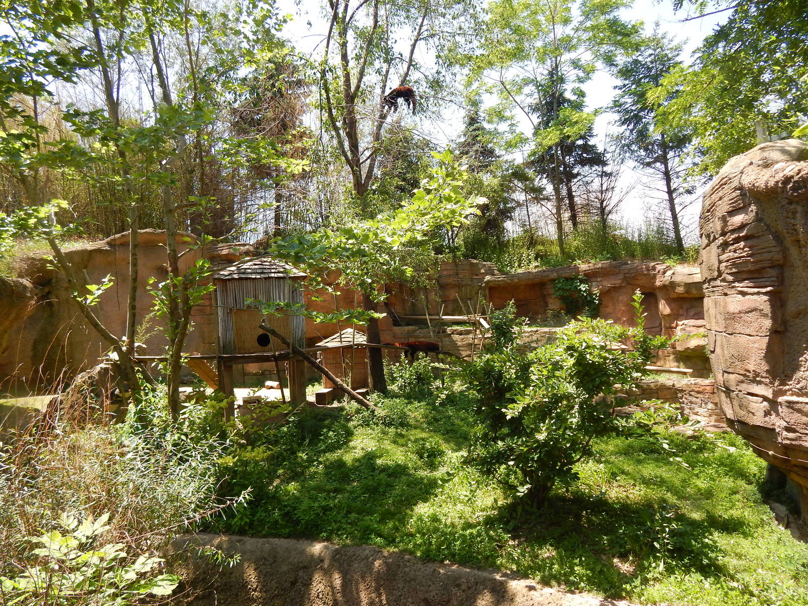 Asia Quest - Red Panda Exhibit