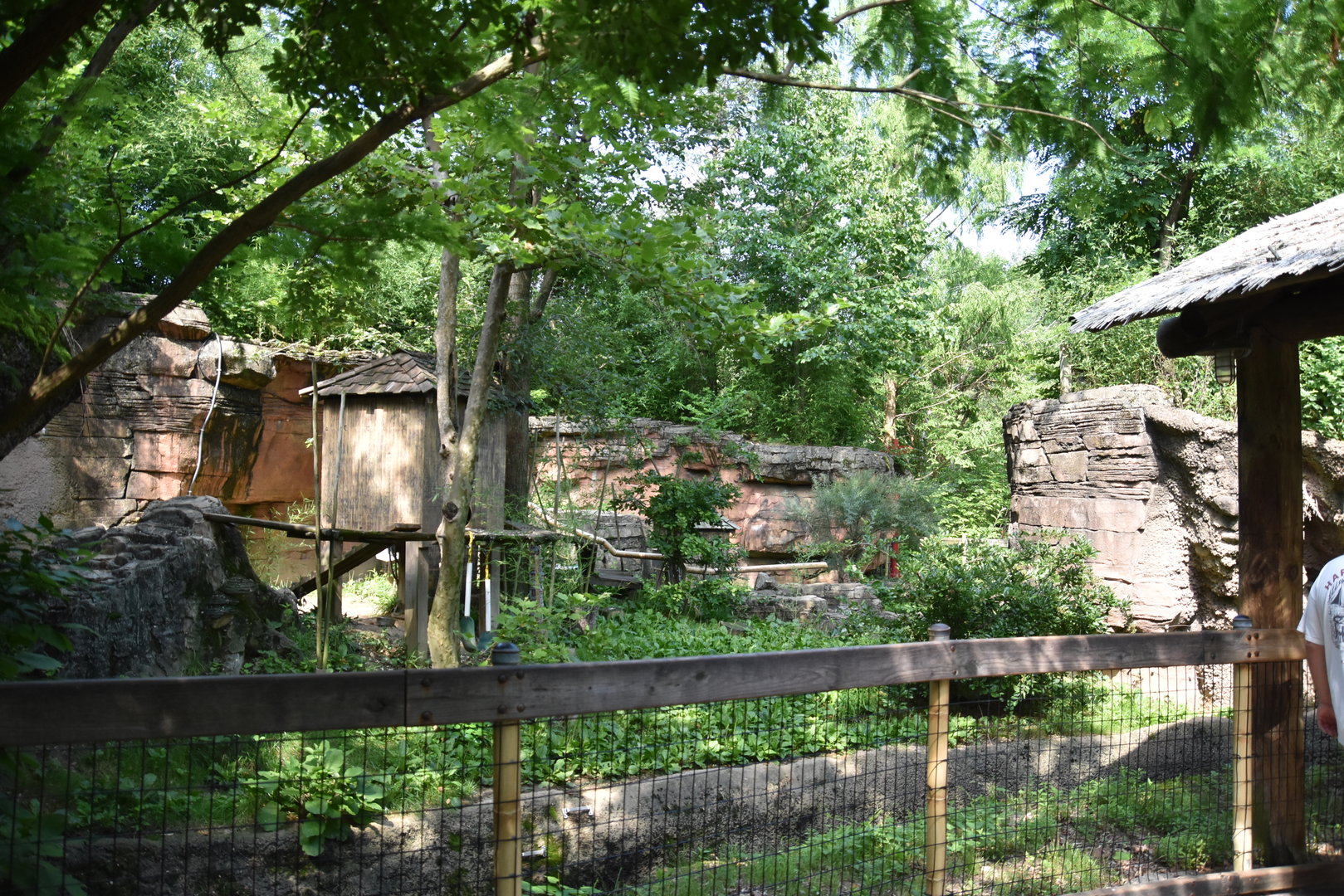 Asia Quest - Red panda exhibit