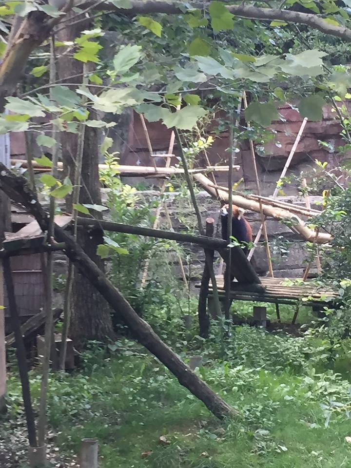 Asia Quest- Red Panda