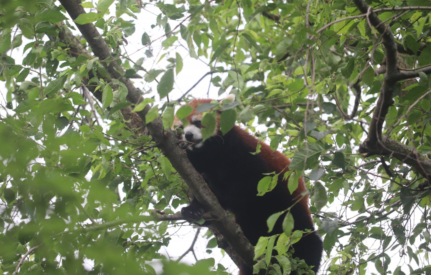 Asia Quest - Red Panda