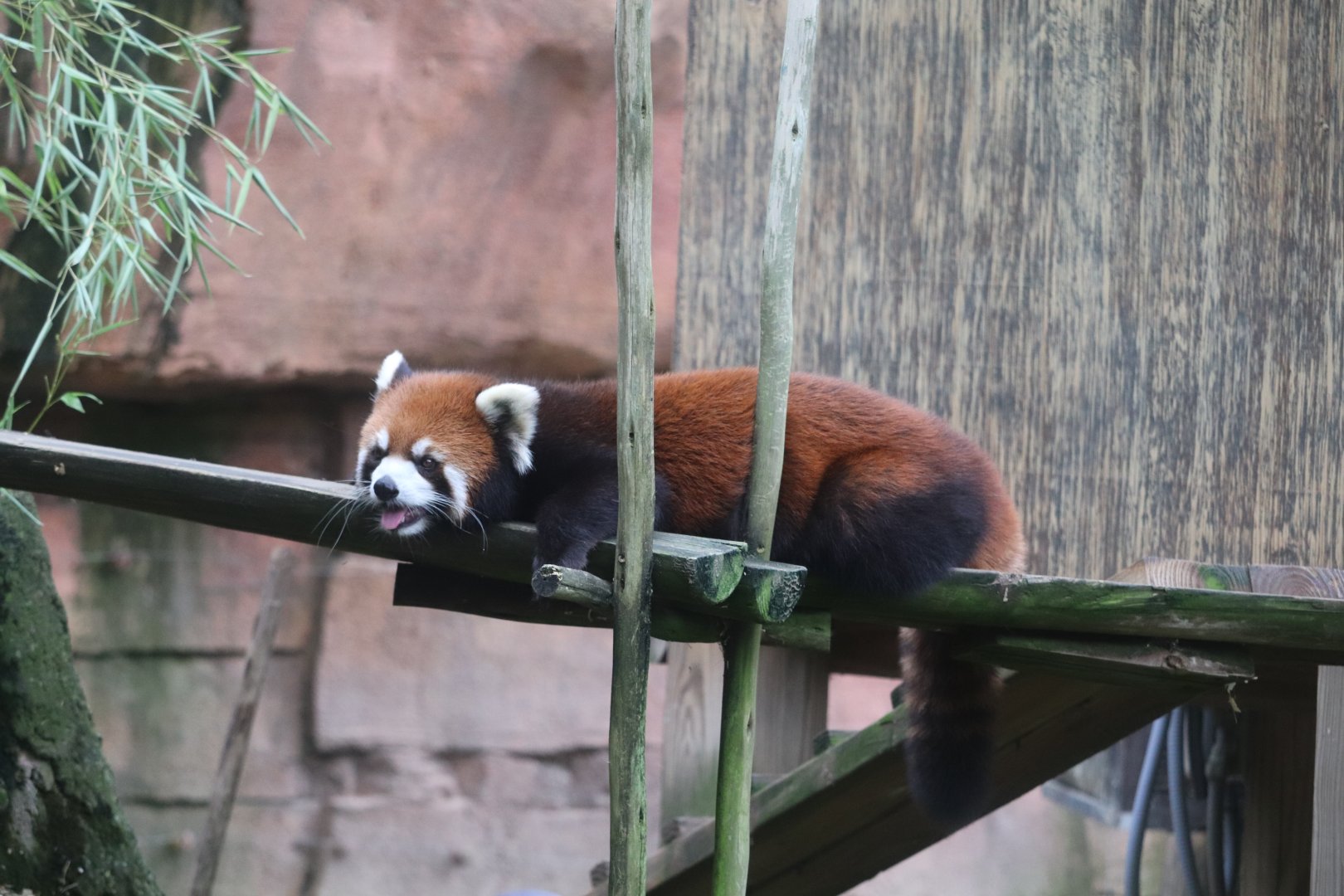 Asia Quest - Red Panda