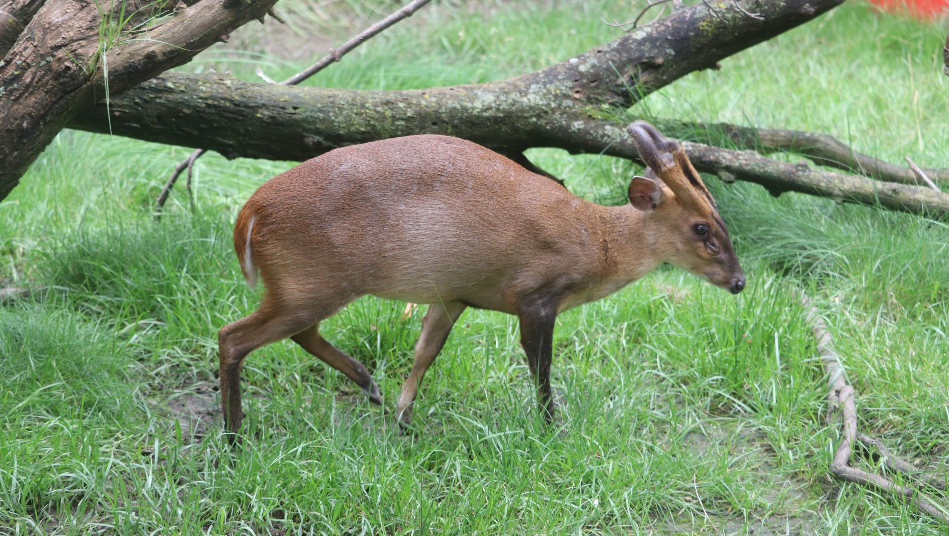 Asia Quest - Reeves's Muntjac