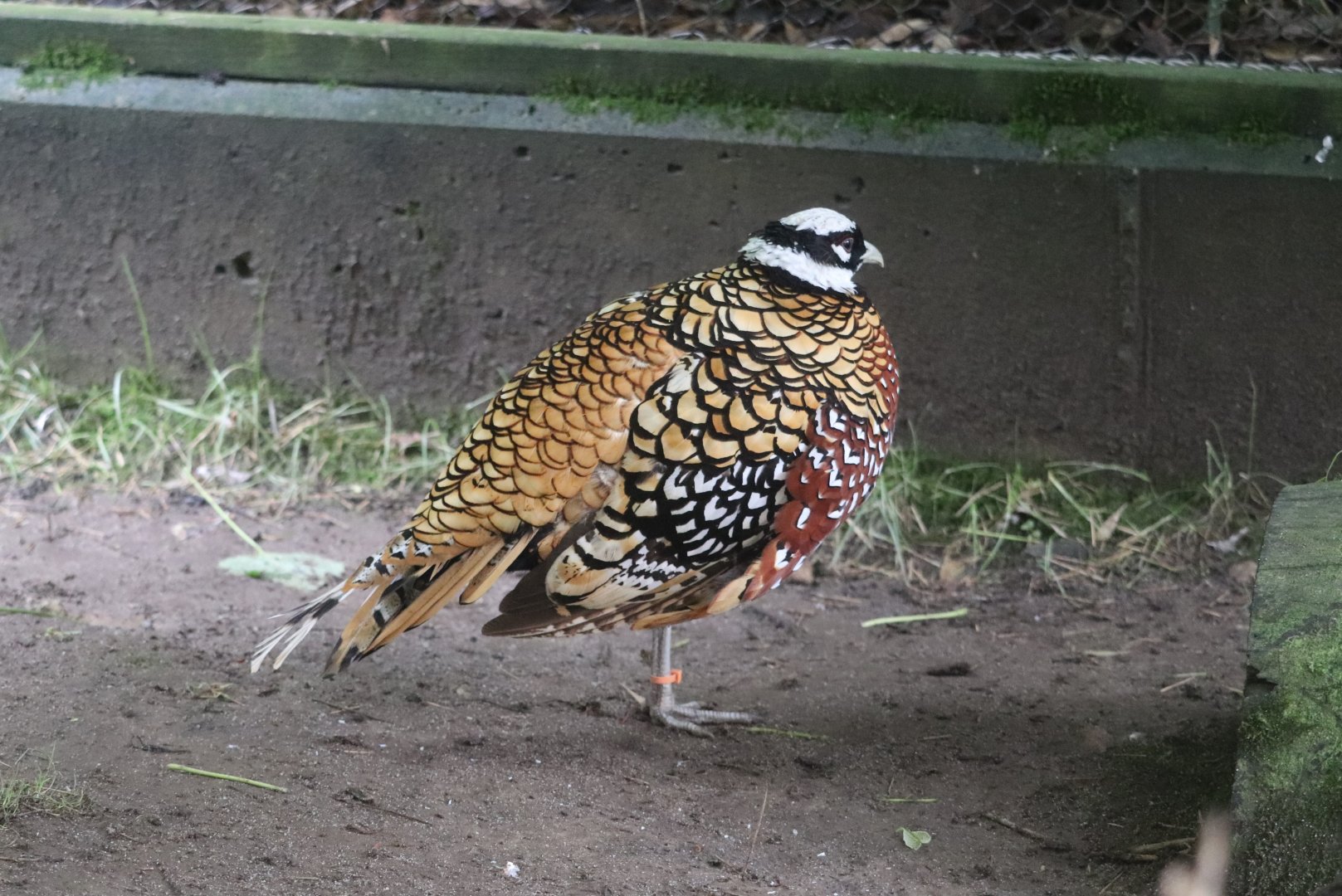 Asia Quest - Reeves's Pheasant