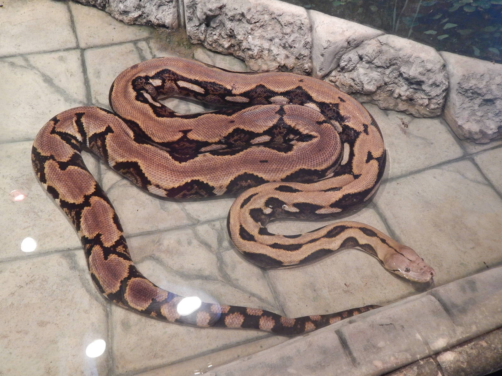Asia Quest - Reticulated Python