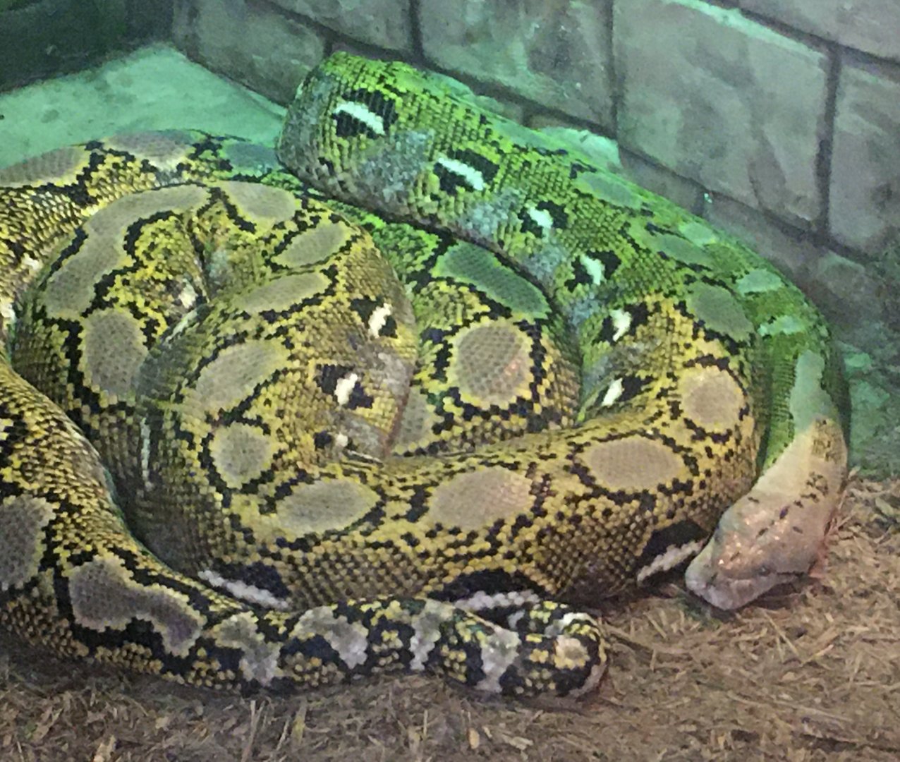 Asia Quest - Reticulated Python