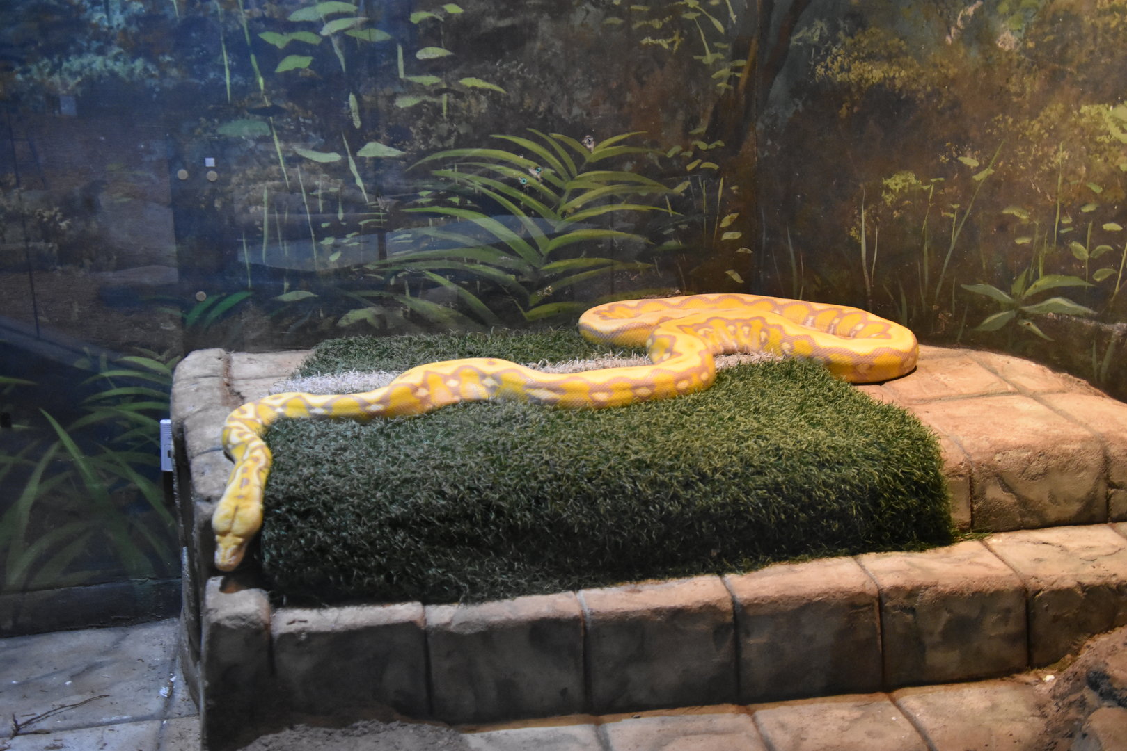 Asia Quest - Reticulated Python