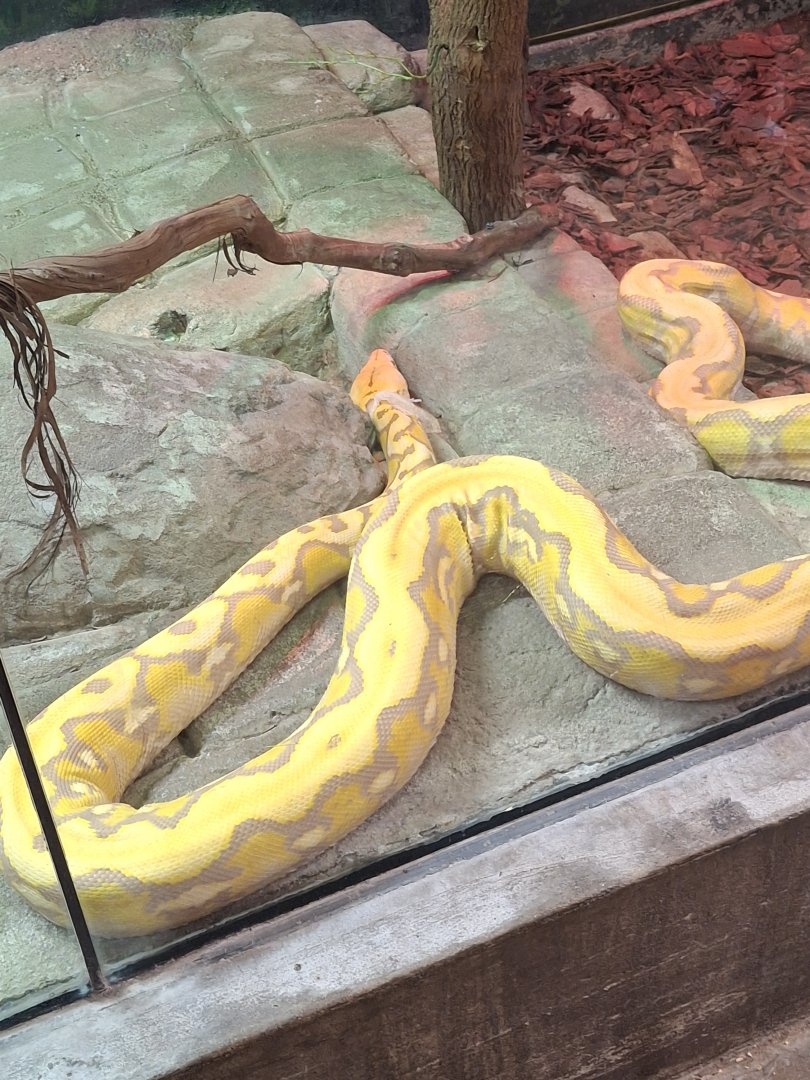 Asia Quest- Reticulated Python