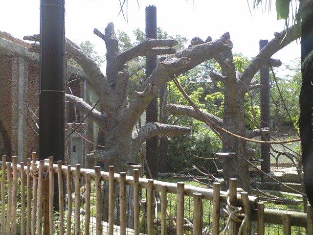 Asia Quest- Silver-leaf Langur exhibit