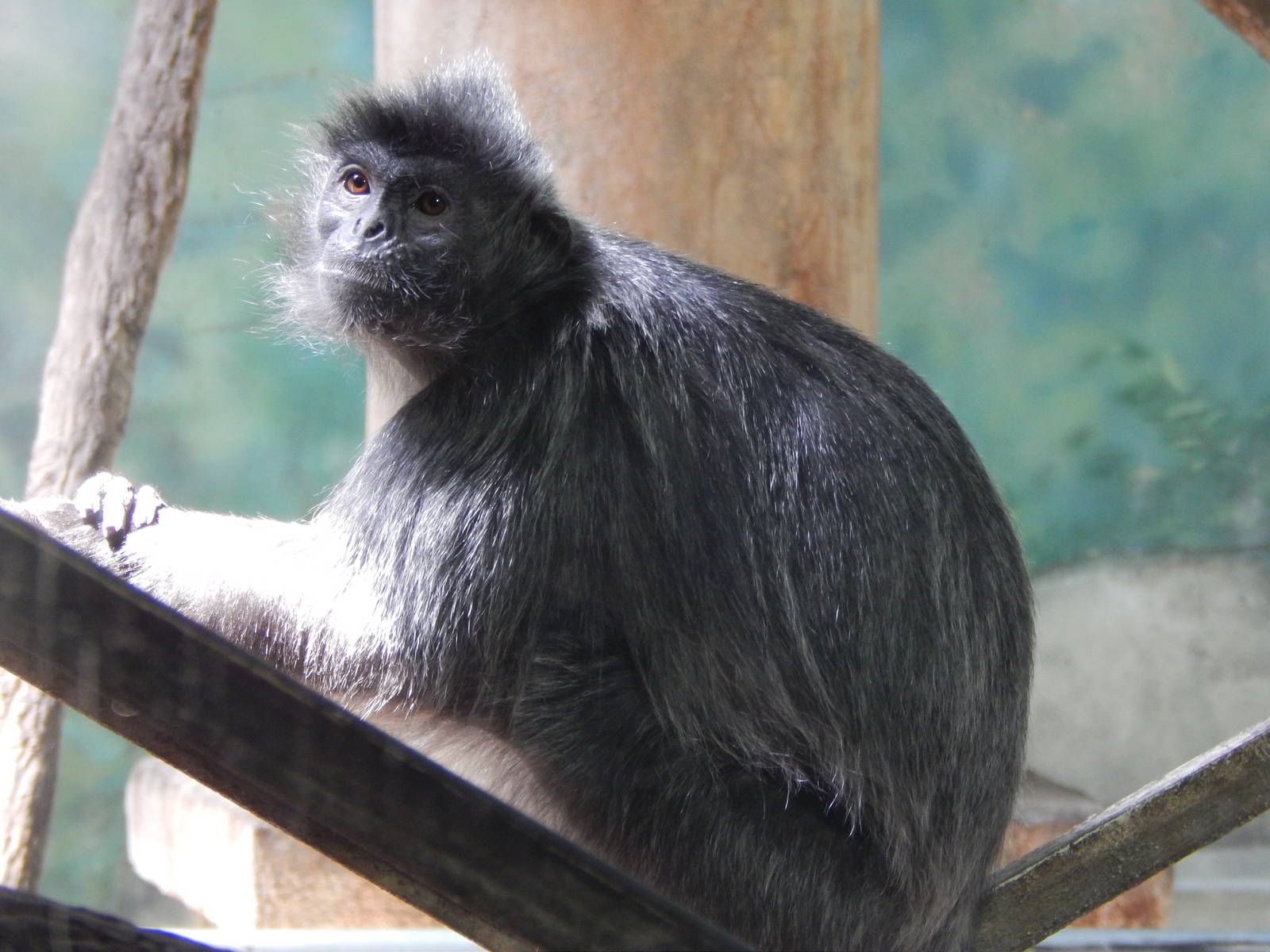 Asia Quest - Silvered Langur
