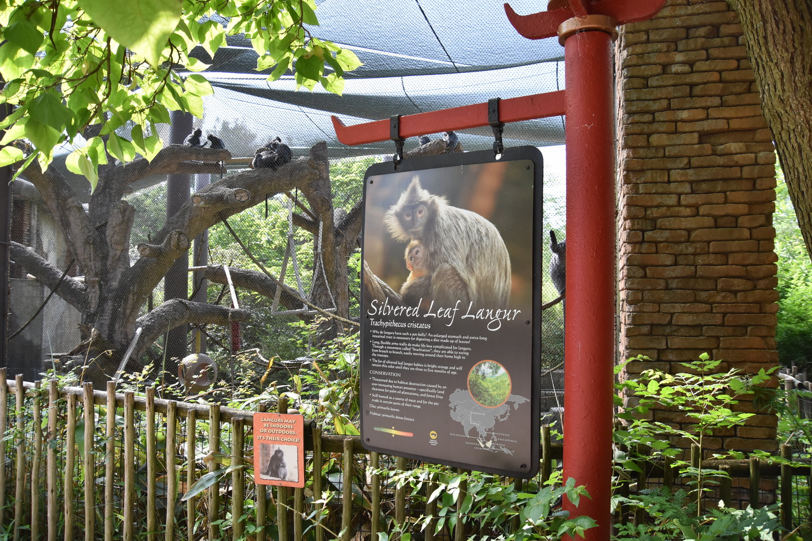 Asia Quest - Silvered leaf langur exhibit
