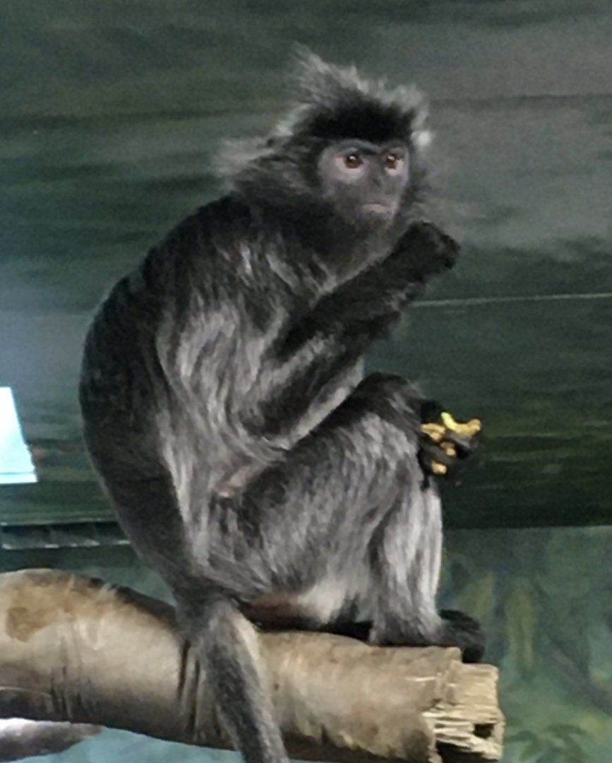 Asia Quest - Silvered Leaf Langur