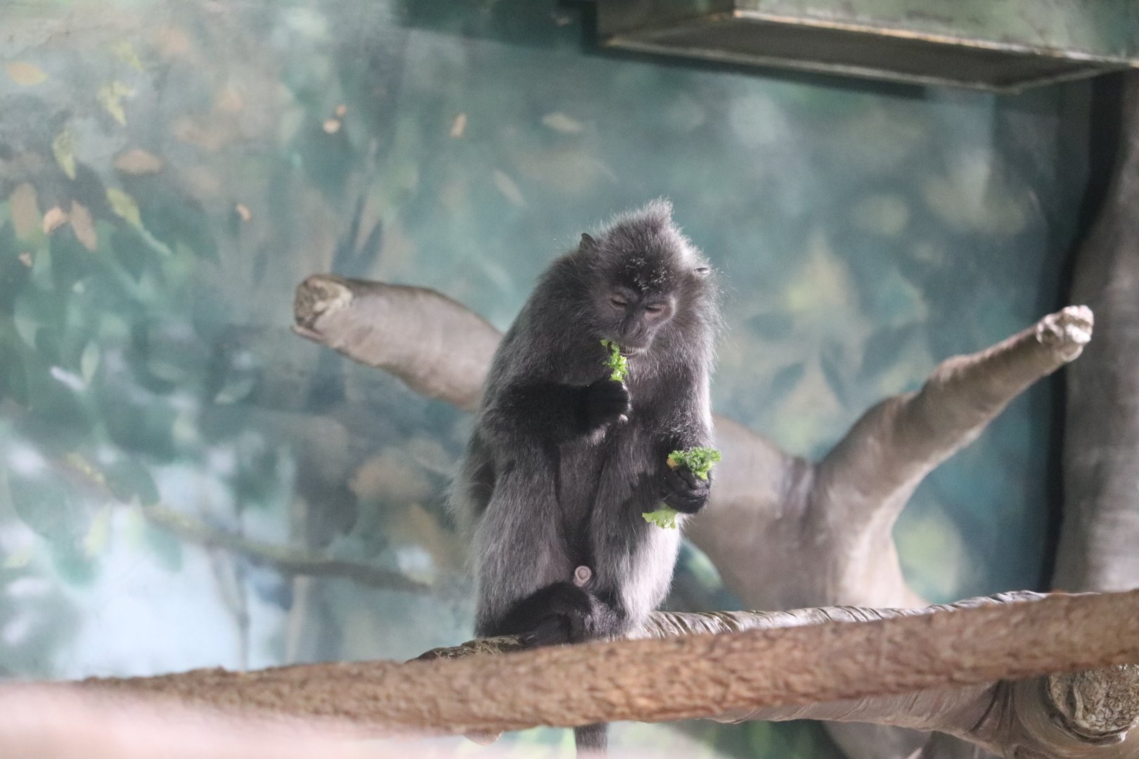 Asia Quest - Silvered Leaf Langur