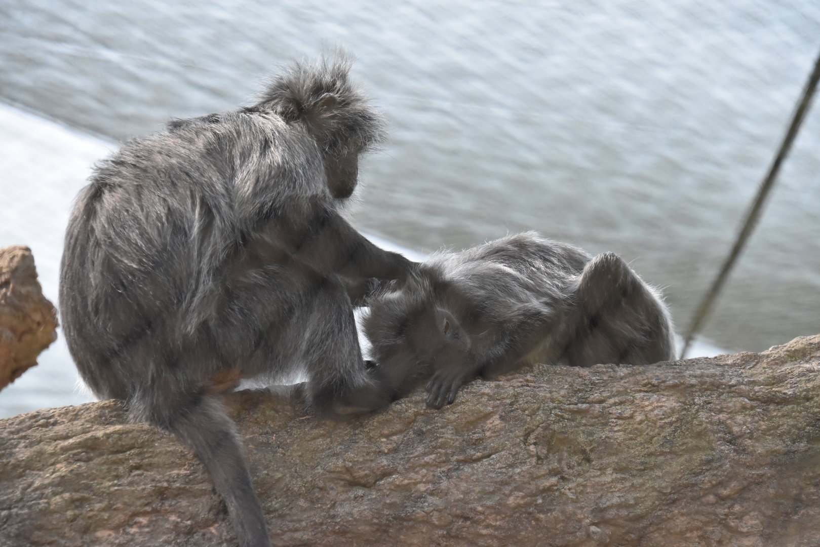 Asia Quest - Silvered leaf langur's