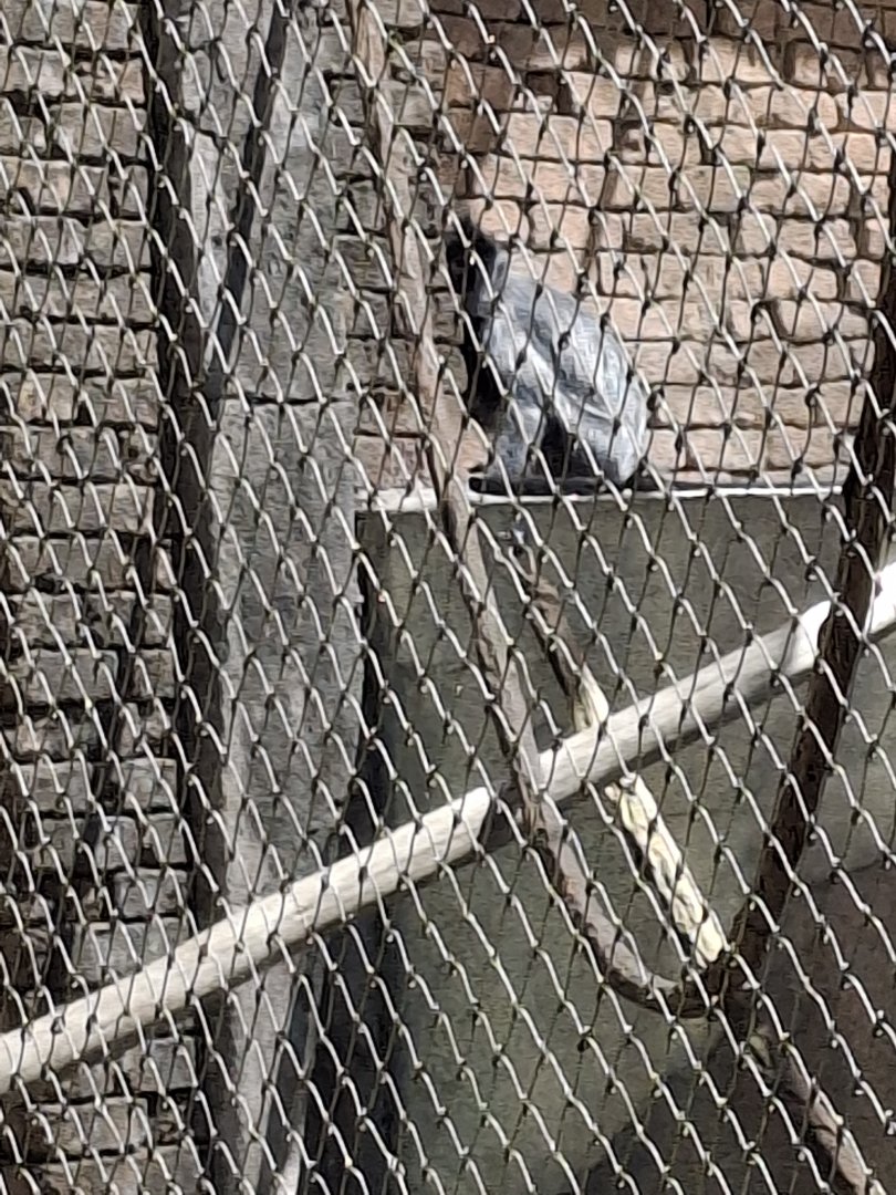 Asia Quest- Silvery Leaf Langur