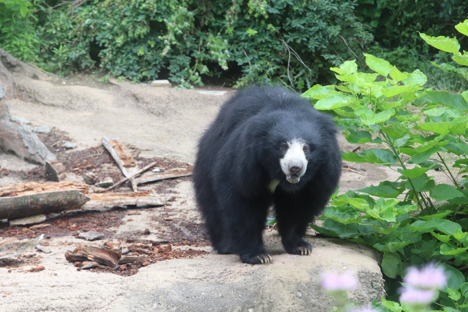Asia Quest - Sloth Bear