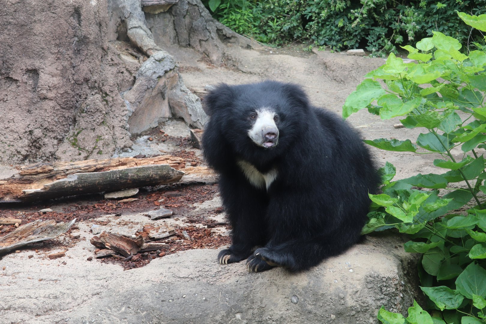 Asia Quest - Sloth Bear