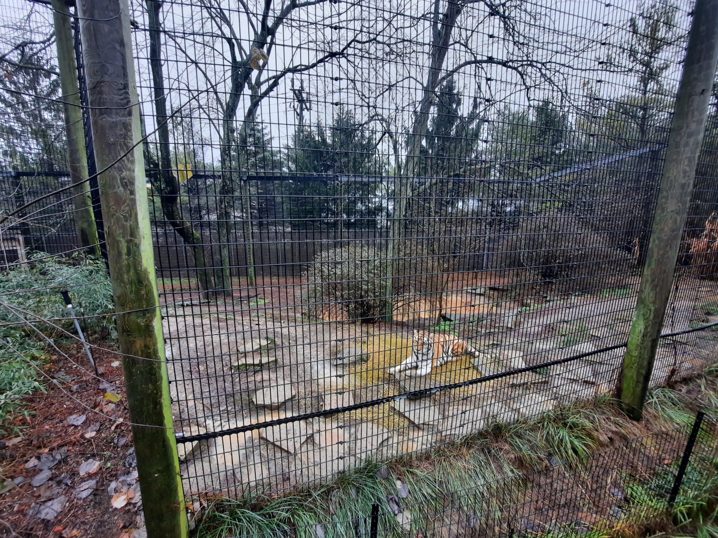 Asia Quest - Smaller Amur Tiger Exhibit
