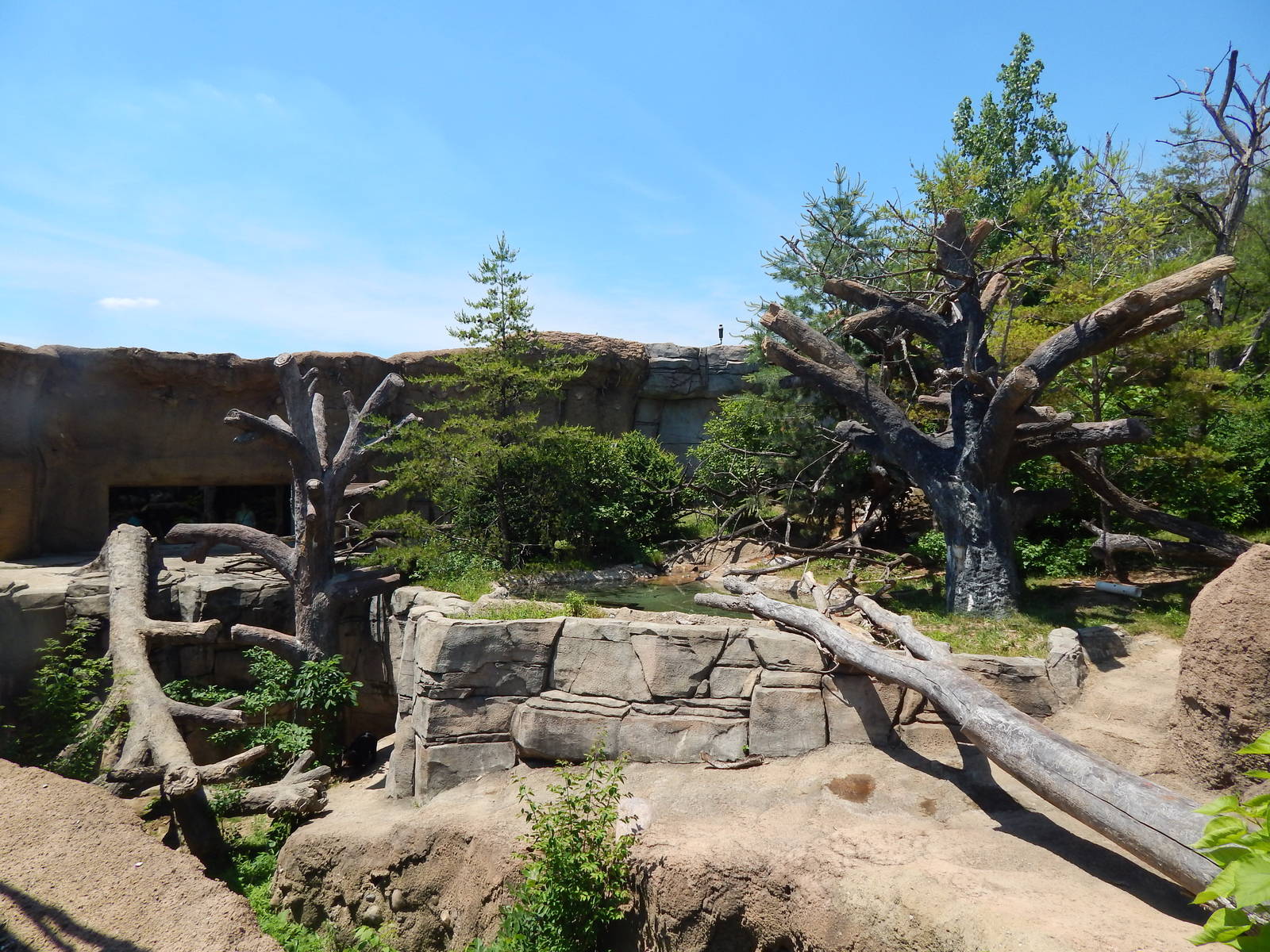 Asia Quest - Sun Bear Exhibit