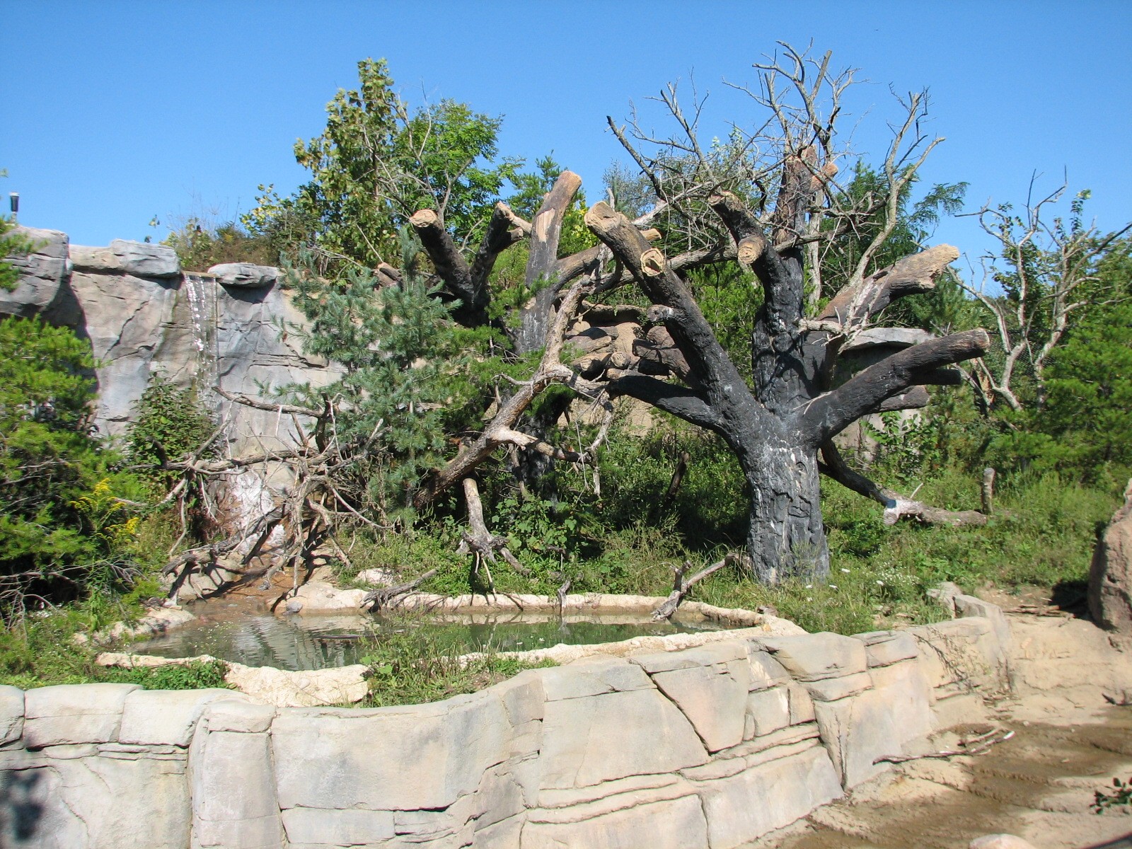 Asia Quest - Sun Bear Exhibit