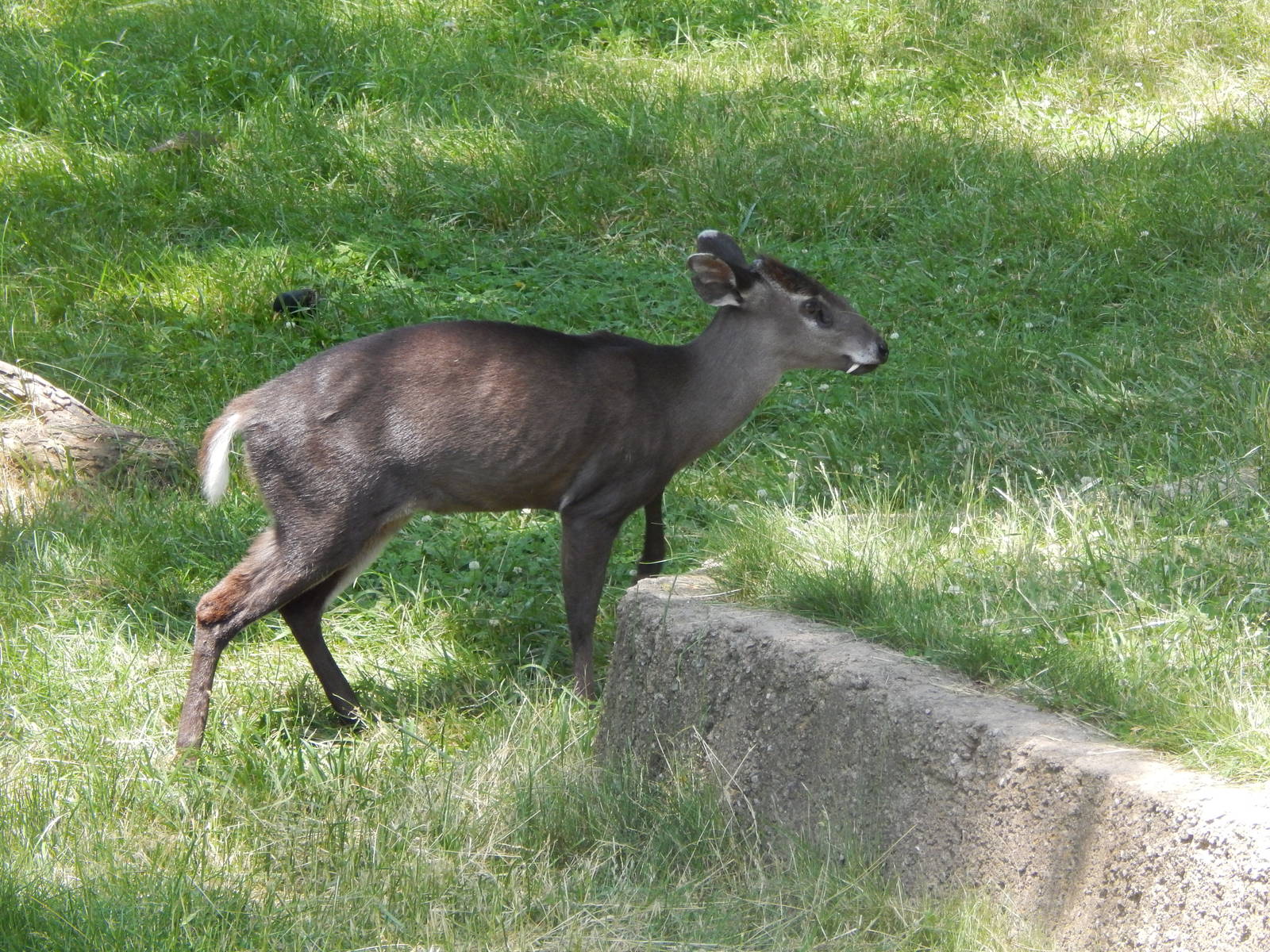 Asia Quest - Tufted Deer