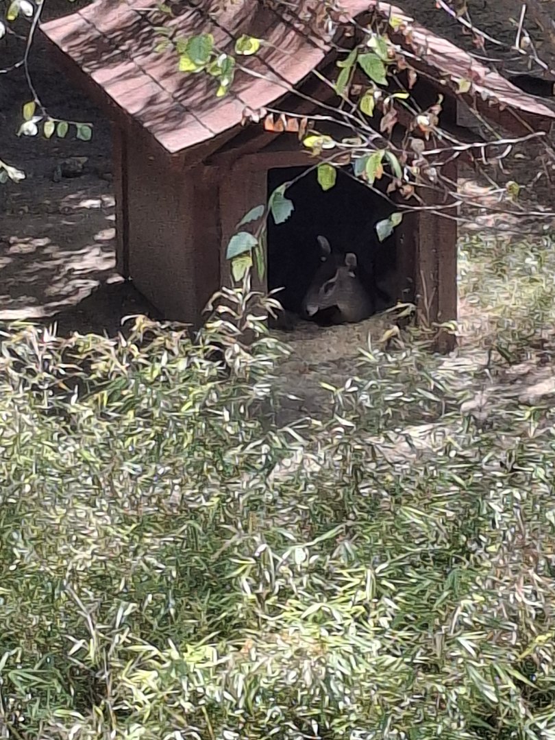 Asia Quest- Tufted Deer