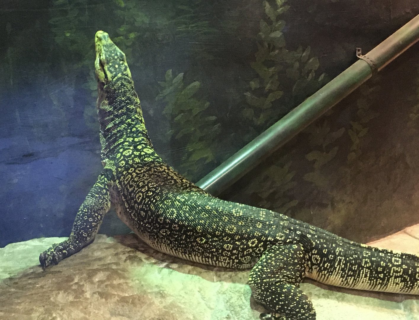 Asia Quest - Water Monitor