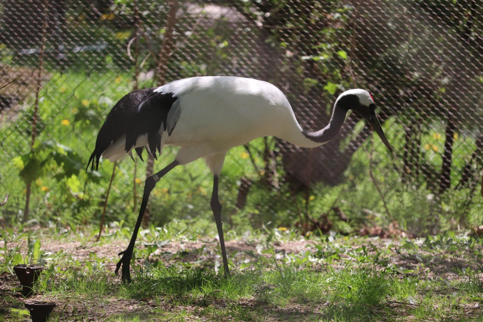 Asia - Red-Crowned Crane