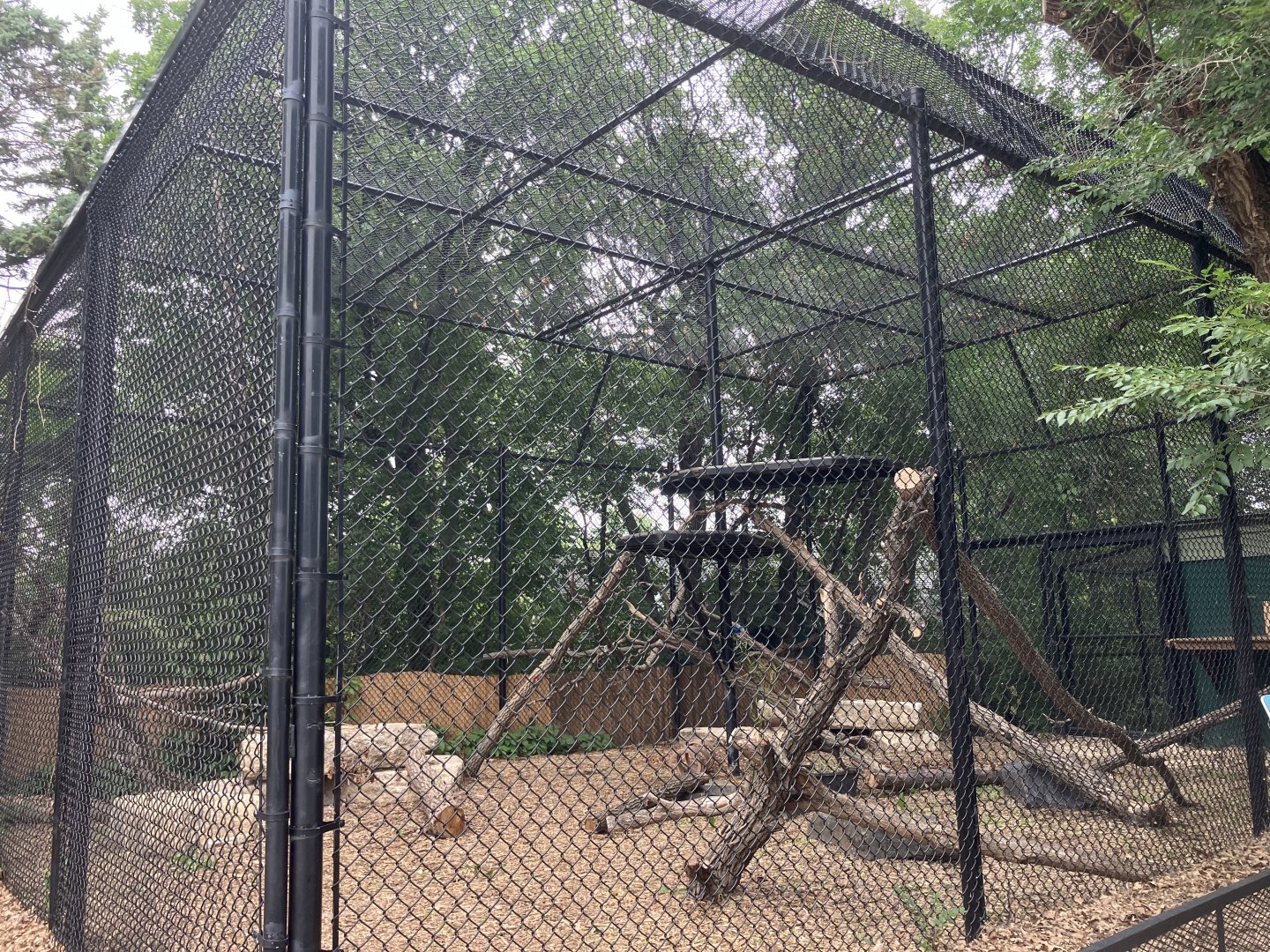 Asia - Red Panda Exhibit #1