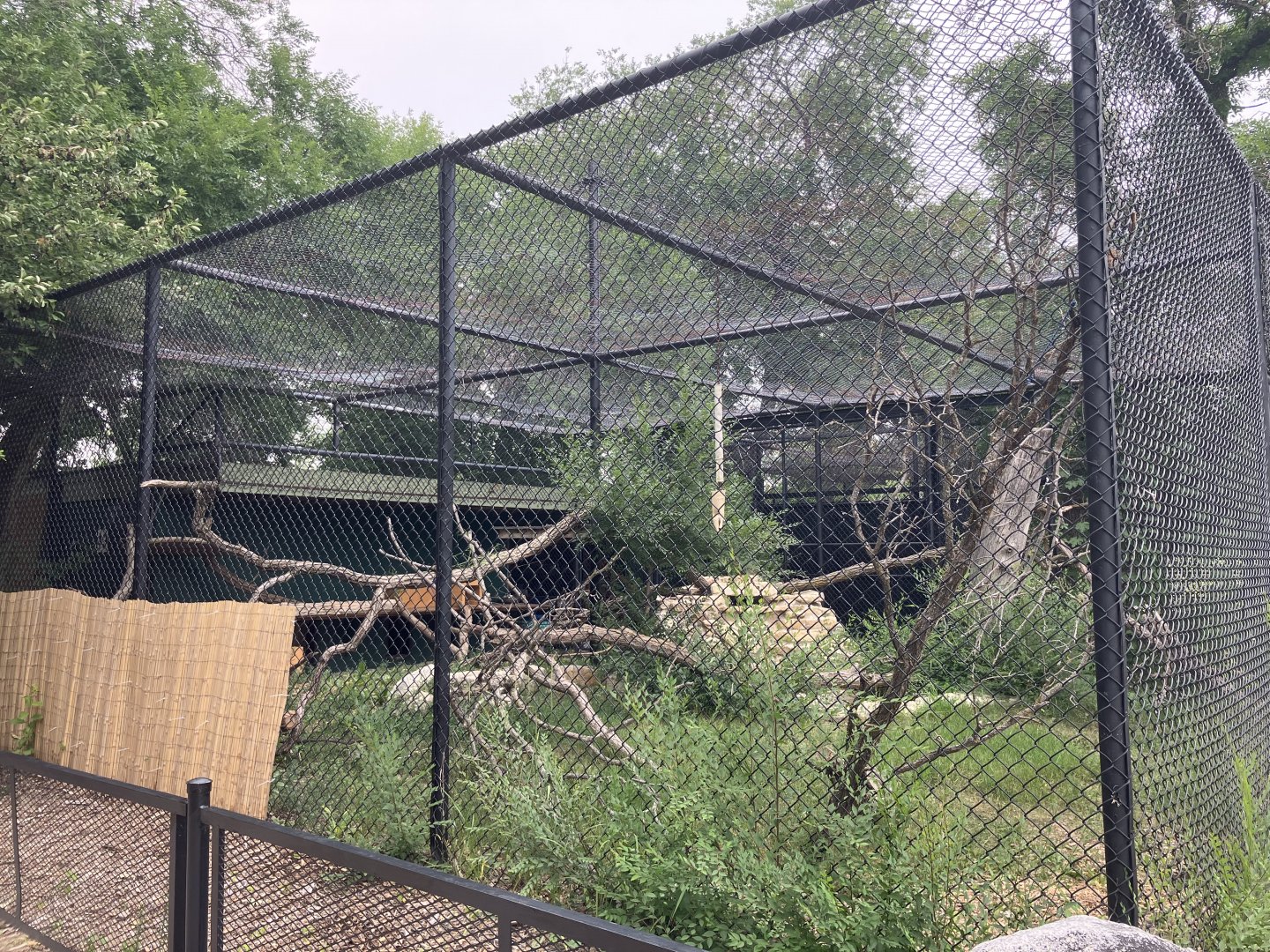 Asia - Red Panda Exhibit #2
